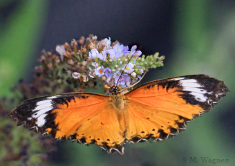 Cethosia-cyane an Schmetterlingsflieder